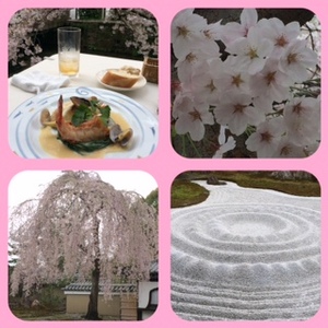 桜祭り.jpeg