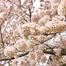 ピュア学園前駅店です🌸🌸桜🌸🌸