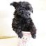 ピュア橿原店・・・社長のワンちゃん🐩💕