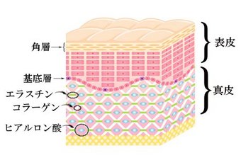 肌の断面図解説.jpg