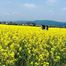 ピュアイオンモール橿原店・・・菜の花畑😍　/エステサロン奈良