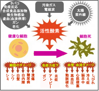 抗酸化図２.jpg