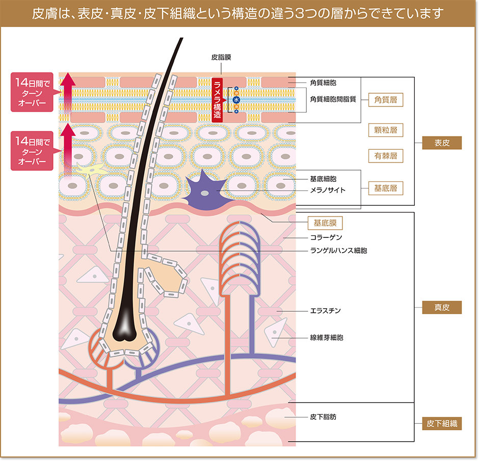 お肌のラメラ構造　エステサロンピュア奈良