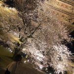 桜のライトアップ　~東寺~　ピュア西大寺２号店